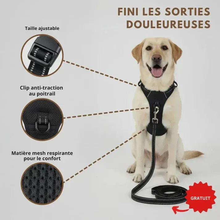 Chien portant le harnais